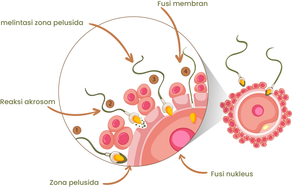 Proses terjadinya fertilisasi alami